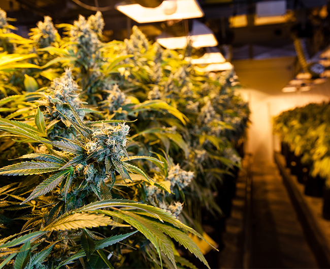 main-image-1-cannabis